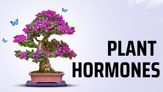 Phyto Hormones [upl. by Hanyaz]