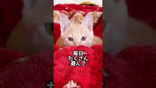 もらわれた子猫が6ヶ月歳になりました shorts 猫動画 子猫保護 子猫 [upl. by Ahsinuq833]