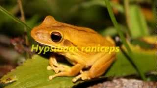 Canto nupcial de Boana raniceps  Rana Trepadora Chaqueña [upl. by Redneval775]