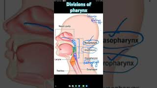 Parts of Pharynx  Nasopharynx  Oropharynx  Laryngopharynx  Hypopharynx biology neetbiology [upl. by Hajile803]