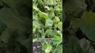 hortalizas que puedes SEMBRAR todo el AÑO🥬🗓️ PARTE 1 cultivation shortsfeed agriculture agro [upl. by Nealson]