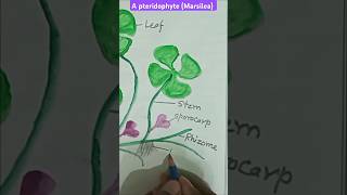 Pteridophyte  Marsilea  Aquatic plant  Botanydigrams [upl. by Nodnar]