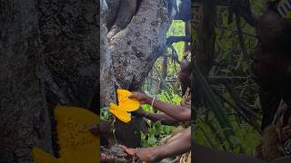 Scooping Honey From Stinging Bees With Hadzabe Tribe BareHands africantribe shortsfeed [upl. by Burdelle]