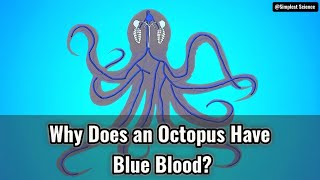 Why Does an Octopus Have Blue Blood [upl. by Teagan787]