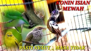 KONIN BAHAN LANGSUNG BUKAK PARUH [upl. by Amadeus430]