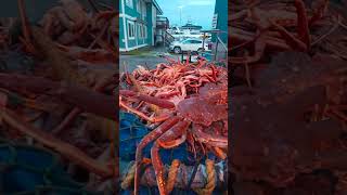 Freshly caught bairdi crab Dutch harbor Alaska [upl. by Congdon668]