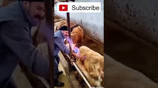 Removing Methane from cow Gassy Cow shorts [upl. by Hepzi523]