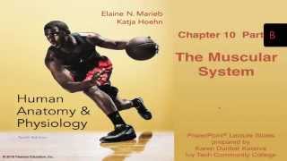 Anatomy and Physiology Chapter 10 Part B Lecture The Muscular System [upl. by Atsedom]