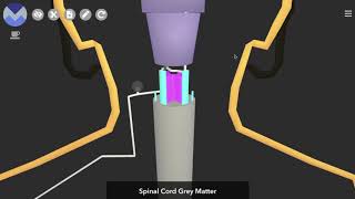 Schematic 3D Spinothalamic Pathway [upl. by Sosthina425]