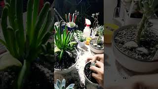 Repotting succulents Succulent plant succulents plants cactus propagation homegarden tips [upl. by Bywoods]