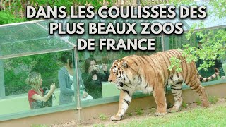 DANS LES COULISSES DES PLUS BEAUX ZOOS DE FRANCE THOIRY LA PALMYRE [upl. by Ynnohj]