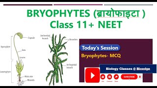 Bryophyta MCQ CLASS 11 NCERT NEETBOOLOGY [upl. by Earahs230]