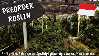 Preorder roślin  Import  Anthurium Scindapsus Spathiphyllum Aglaonema Homalomena Hoya [upl. by Rask]