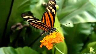 Orangespotted Tiger Clearwing Mechanitis polymnia in Slow Motion Ƹ̵̡Ӝ̵̨̄Ʒ [upl. by Kylynn698]