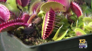 Colorado Springs man grows worlds largest Venus flytrap [upl. by Ainsworth]