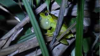 Hypsiboas albomarginatus vocalizando [upl. by Ignaz]