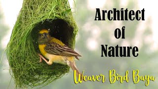 Architect of Nature  Baya Weaver Bird Nest Making  Weaver Bird building Nest  Baya Bird Nest [upl. by Agata874]