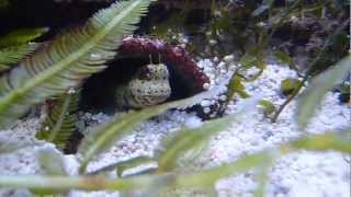 Blenni goes into the cave from saltwater gobies  Blenniella chrysospilos  Rotpunkt Schleimfisch [upl. by Vaas]