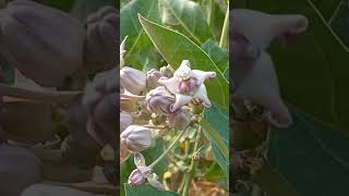 Calotropis procera [upl. by Anemolihp780]