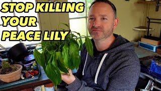 Stop Killing Your Peace Lily Houseplant  SPATHIPHYLLUM Care Guide [upl. by Liesa52]