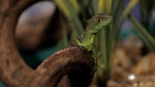 7 Care Tips for Basilisks  Pet Reptiles [upl. by Just]