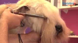 Grooming Guide How to groom a dog with Three Legs  Pro Groomer [upl. by Euqcaj]