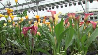 How To Grow Calla Lillies [upl. by Suoirad830]