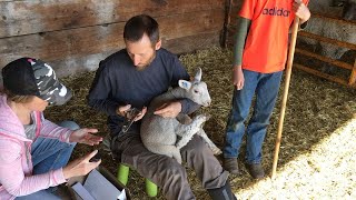 Ear tagging tail docking and castrating the sheeplambs our first time ever [upl. by Eenyaj]