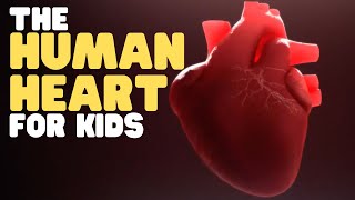 The Human Heart for Kids  Educational video to learn all about how the heart works [upl. by Ealasaid759]