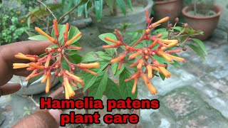 How to grow Hamelia patens plant care and tips [upl. by Eecyal]