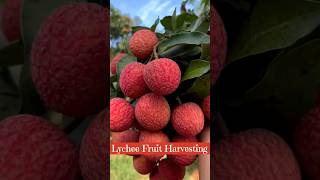 Lychee Fruit Harvesting 😱❤️ Ready For Selling shorts trending youtubeshorts [upl. by Delwyn]