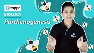 Parthenogenesis  Reproduction in organisms  Class 12 Biology CBSENCERT [upl. by Adnorahs]