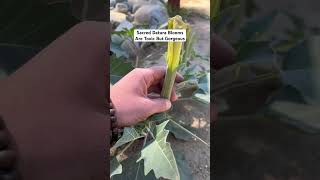 Toxic Wildflower Blooms At The Park  Sacred Datura Datura Wrightii The Moon Flower [upl. by Yenitirb]