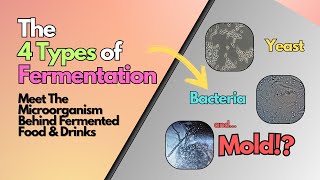 4 Types of Fermentation Explained Bacteria Yeast Mold amp More  Fermented Foods amp Health Benefits [upl. by Thenna]