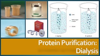 Protein Purification  Dialysis Principle Procedure and Factors affecting dialysis [upl. by Janeta]