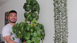 How to Grow A Giant Pilea Peperomioides  Houseplant Care Guide and Tips [upl. by Addam575]