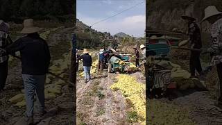 Calabash gourd peeling  good tools and machinery to improve work efficiency [upl. by Hasila]