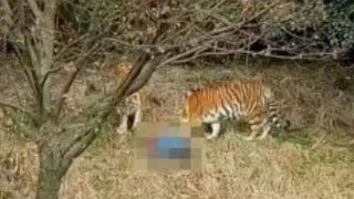 Man killed by tiger after scaling wall of zoo to avoid paying for ticket [upl. by Lenahc]