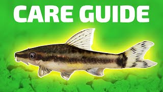 Otocinclus Catfish Care Guide  Aquarium CoOp [upl. by Ardnossak26]