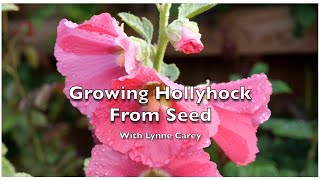 Growing Hollyhock From Seed [upl. by Atenaz]