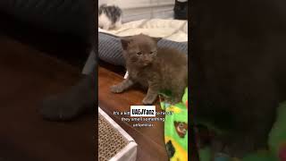 Kitten hissing motivation cat funny catvideos shorts [upl. by Arissa149]