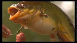 Carping Tactics  How to Combat PoissonChat in French Lakes [upl. by Perla]