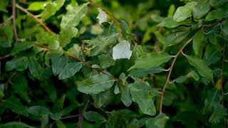 Elaeagnus umbellata  Autumn Olive [upl. by Cedric]