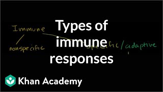 Types of immune responses Innate and adaptive humoral vs cellmediated  NCLEXRN  Khan Academy [upl. by Alag]