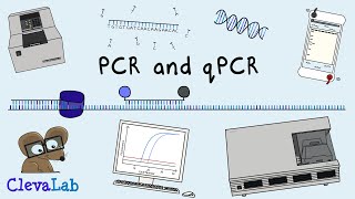 What is PCR and qPCR  PCR Animation [upl. by Esimehc]