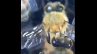 Honey Bee Allogrooming and Varroa Mites [upl. by Libbie]