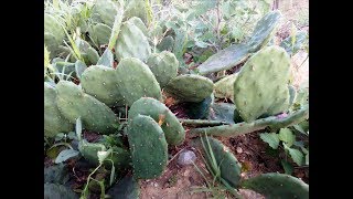 Grow healing cactus Opuntia humifusa compressa [upl. by Aleece134]