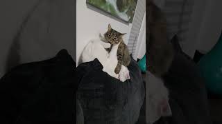 Cats play fighting cat funnyanimals catvideos kitten funnypets catlover [upl. by Noda]