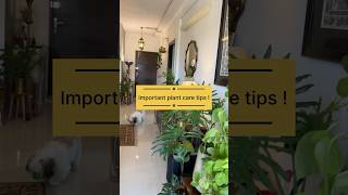 💚Most Important plant care tips plants indoorplants plantcare homedecore ytviral ytshorts [upl. by Mitran]