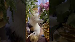 Вкусные 🌹 cat kitts catlover kitte funnycats cutekitt kitten kitens новыйгод kittypets [upl. by Jennilee]